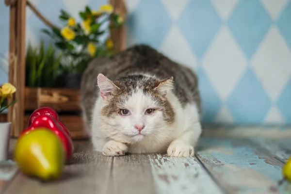Кошка Фома, кот, Приют Малинки (Кожухово), Москва. Фото 7 из 12.