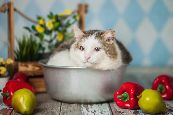 Кошка Фома, кот, Приют Малинки (Кожухово), Москва. Фото 8 из 12.