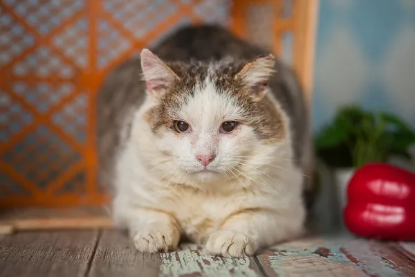 Кошка Фома, кот, Приют Малинки (Кожухово), Москва. Фото 9 из 12.