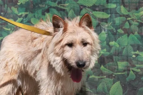 Шакира — собака 6 лет, Москва