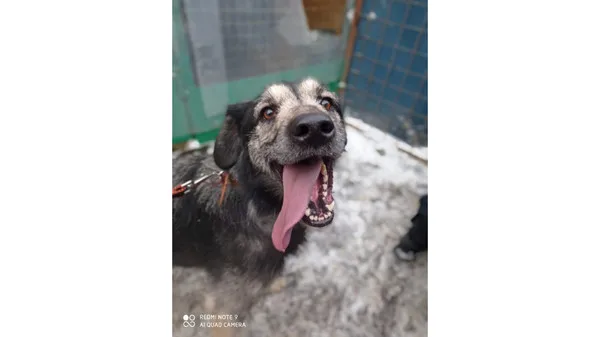 Собака Леший, кобель, Приют Малинки (Кожухово), Москва. Фото 2 из 4.