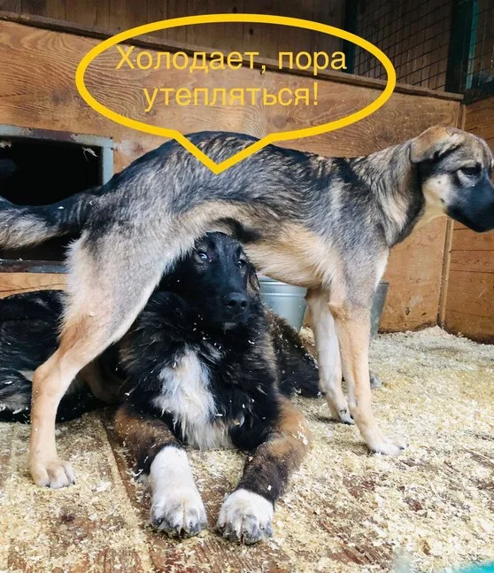 Собака Айса, сука, Приют Малинки (Кожухово), Москва. Фото 5 из 12.