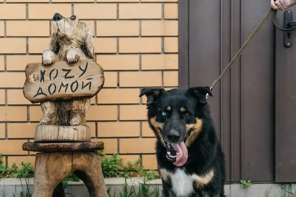 Собака Дик, кобель, Приют Малинки (Кожухово), Москва. Фото 5 из 6.