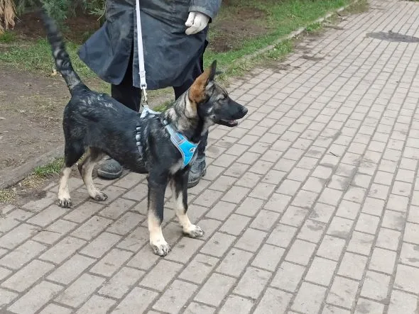 Собака Мускат, кобель, Приют Малинки (Кожухово), Москва. Фото 7 из 20.