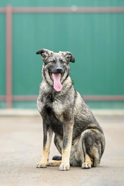 Собака Мускат, кобель, Приют Малинки (Кожухово), Москва. Фото 20 из 20.