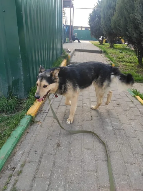 Собака Роки, кобель, Приют Малинки (Кожухово), Москва. Фото 5 из 12.