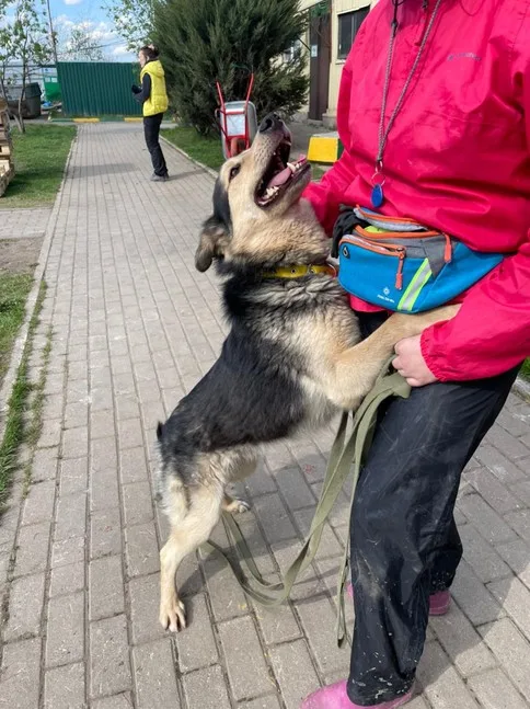 Собака Роки, кобель, Приют Малинки (Кожухово), Москва. Фото 9 из 12.