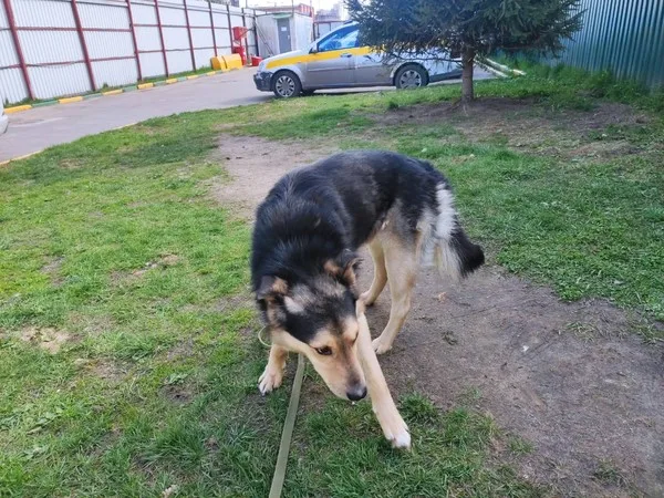 Собака Роки, кобель, Приют Малинки (Кожухово), Москва. Фото 12 из 12.