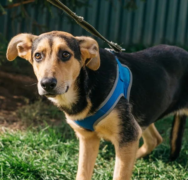 Собака Бэмби, сука, Приют Малинки (Кожухово), Москва. Фото 1 из 4.