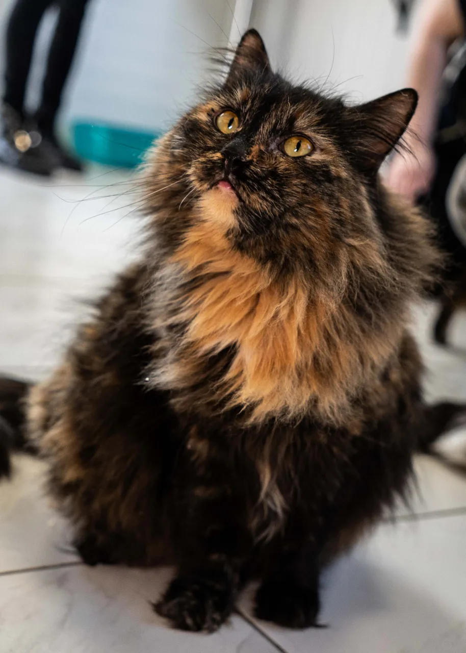 Кошка Асмик, кошка, Приют Бирюлево, Москва. Фото 2 из 9.