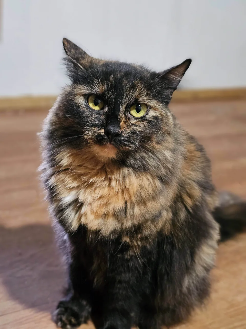 Кошка Асмик, кошка, Приют Бирюлево, Москва. Фото 8 из 9.