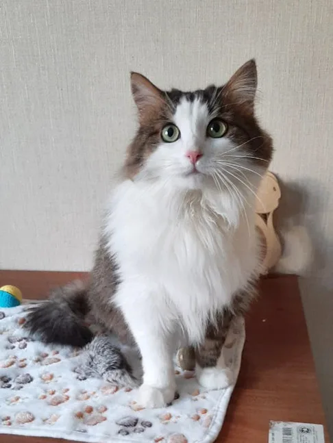 Кошка Николаша, кот, Приют Малинки (Кожухово), Москва. Фото 6 из 10.