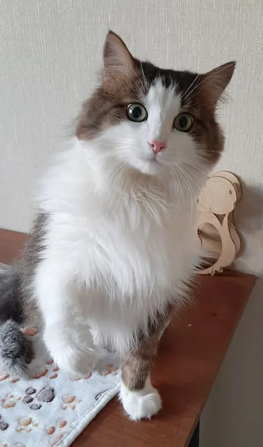 Кошка Николаша, кот, Приют Малинки (Кожухово), Москва. Фото 7 из 10.