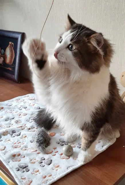Кошка Николаша, кот, Приют Малинки (Кожухово), Москва. Фото 8 из 10.