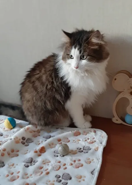 Кошка Николаша, кот, Приют Малинки (Кожухово), Москва. Фото 9 из 10.