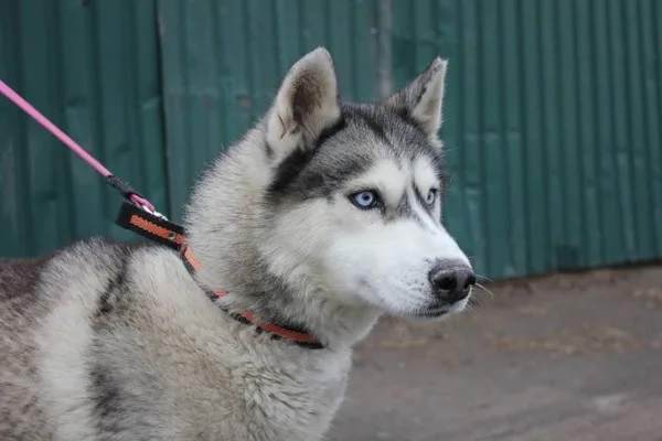 Собака Марисса, сука, Приют Малинки (Кожухово), Москва. Фото 1 из 5.