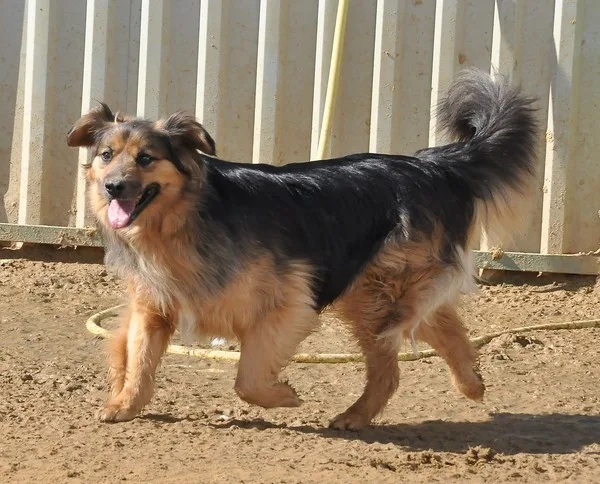 Собака Стиви, кобель, Приют Малинки (Кожухово), Москва. Фото 6 из 8.