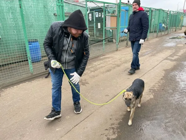 Собака Крапива, сука, Приют Малинки (Кожухово), Москва. Фото 3 из 3.