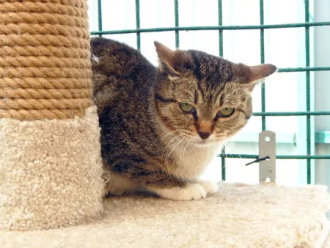 Букля — кошка 1 год, Москва