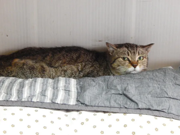 Кошка Букля, кошка, Приют Малинки (Кожухово), Москва. Фото 3 из 3.