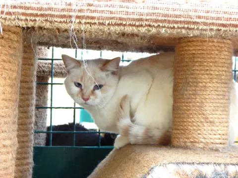 Элеш — кошка, Москва