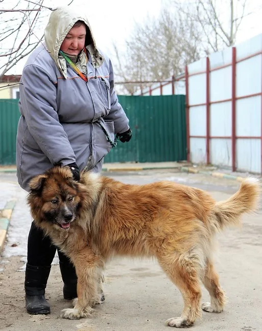 Собака Гай, кобель, Приют Малинки (Кожухово), Москва. Фото 8 из 12.