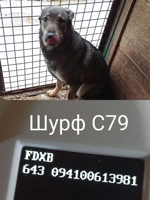 Собака Шурф, кобель, Приют Малинки (Кожухово), Москва. Фото 5 из 5.