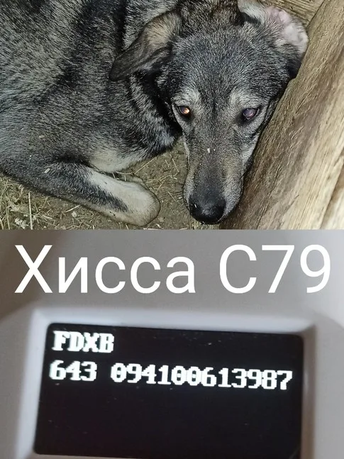 Собака Хисса, сука, Приют Малинки (Кожухово), Москва. Фото 7 из 7.