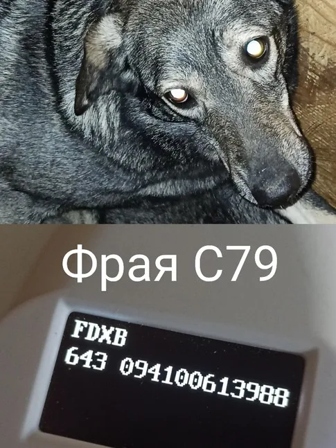 Собака Фрая, сука, Приют Малинки (Кожухово), Москва. Фото 3 из 8.