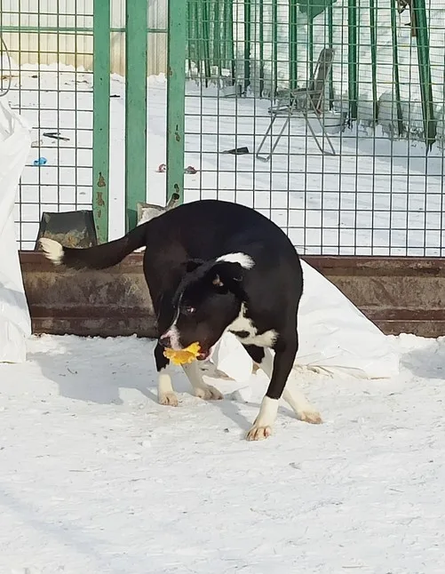 Собака Манго, кобель, Приют Малинки (Кожухово), Москва. Фото 9 из 12.