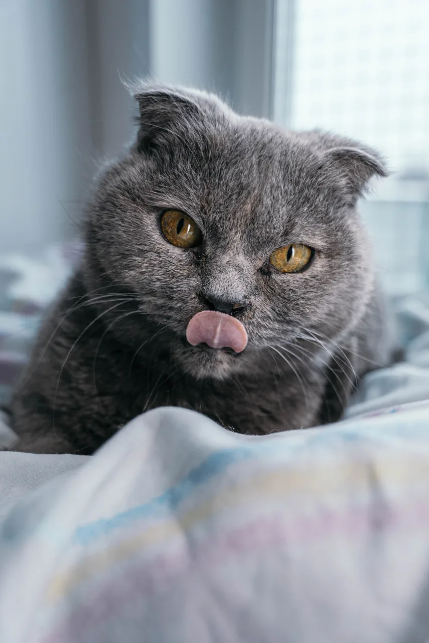 Кошка Дива, кошка, Приют Бирюлево, Москва. Фото 2 из 6.