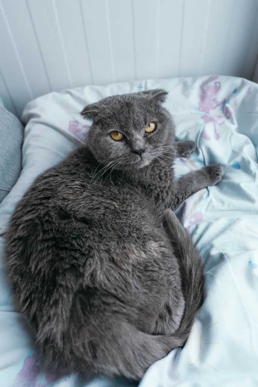 Кошка Дива, кошка, Приют Бирюлево, Москва. Фото 3 из 6.