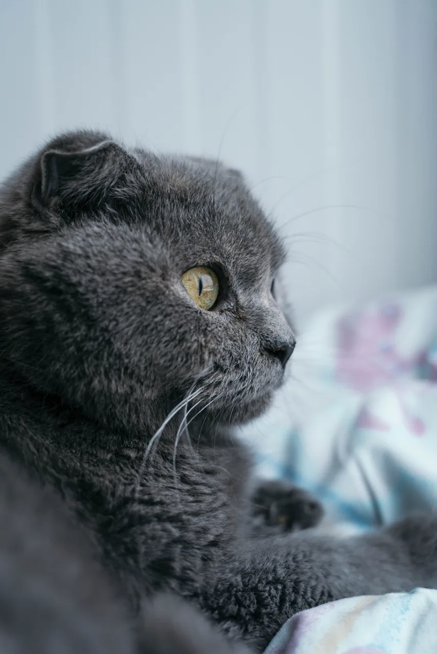 Кошка Дива, кошка, Приют Бирюлево, Москва. Фото 4 из 6.