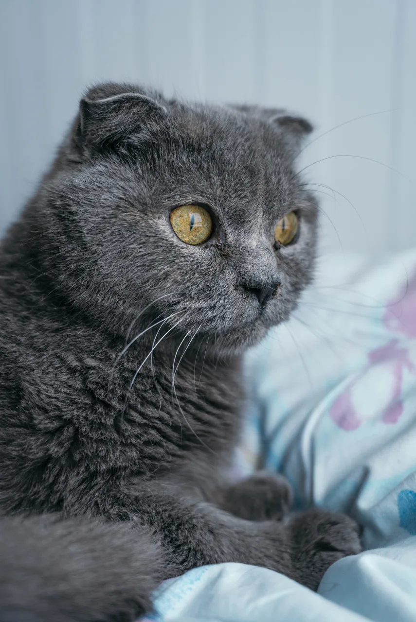 Кошка Дива, кошка, Приют Бирюлево, Москва. Фото 5 из 6.