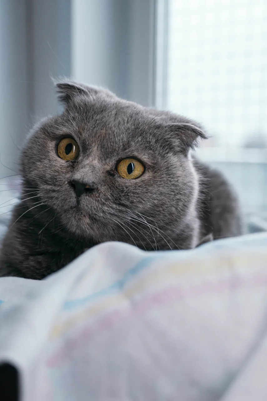 Кошка Дива, кошка, Приют Бирюлево, Москва. Фото 6 из 6.