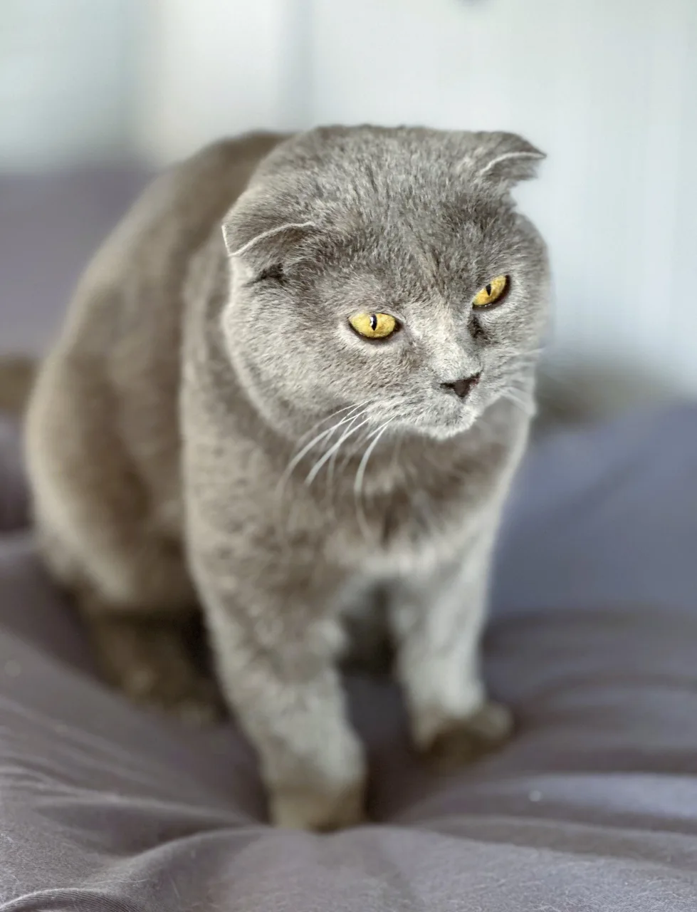Кошка Дива, кошка, Приют Бирюлево, Москва. Фото 1 из 6.