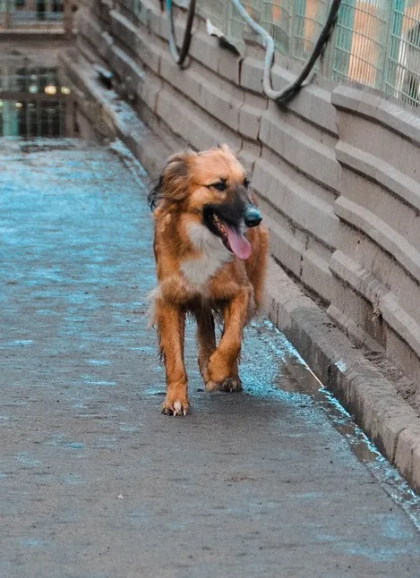 Собака Роми, сука, Приют Малинки (Кожухово), Москва. Фото 7 из 7.