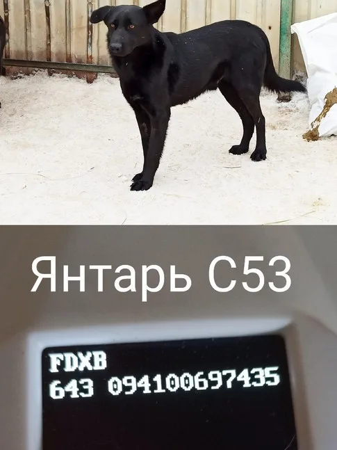 Собака Янтарь, кобель, Приют Малинки (Кожухово), Москва. Фото 2 из 4.