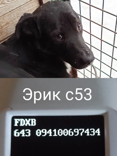 Собака Эрик, кобель, Приют Малинки (Кожухово), Москва. Фото 5 из 12.