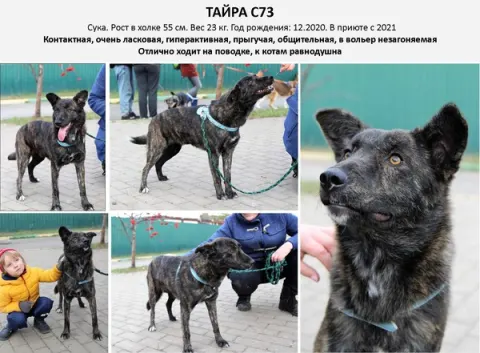 Тайра — собака, Москва