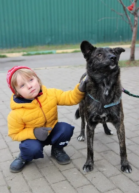 Собака Тайра, сука, Приют Малинки (Кожухово), Москва. Фото 8 из 10.