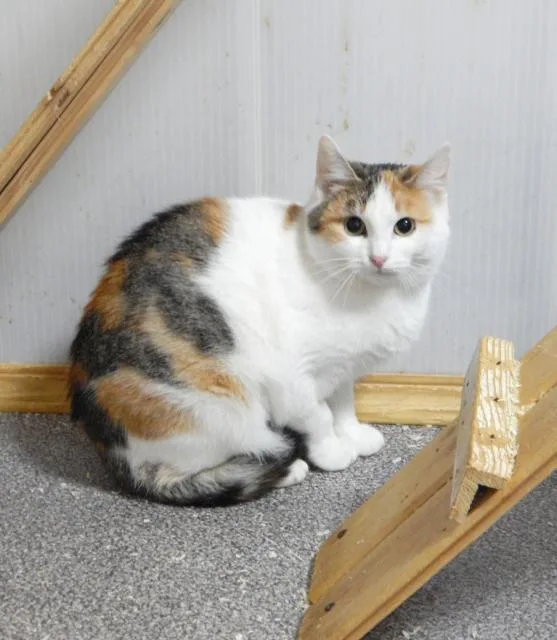 Кошка Сильва, кошка, Приют Малинки (Кожухово), Москва. Фото 2 из 7.