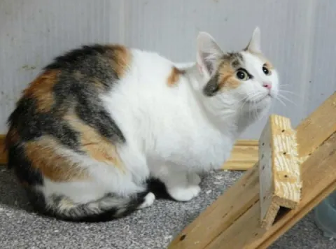 Сильва — кошка 11 лет, Москва