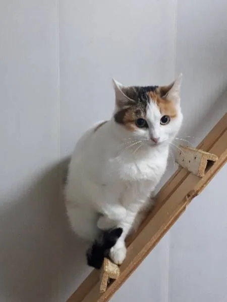 Кошка Сильва, кошка, Приют Малинки (Кожухово), Москва. Фото 7 из 7.
