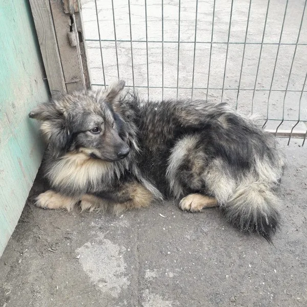 Собака Барни, кобель, Приют Малинки (Кожухово), Москва. Фото 1 из 8.
