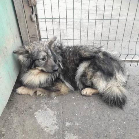 Барни — пёс 10 лет, Москва