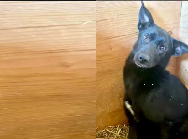 Собака Бритни, сука, Приют Малинки (Кожухово), Москва. Фото 1 из 3.