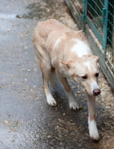 Собака Белка, сука, Приют Малинки (Кожухово), Москва. Фото 2 из 3.