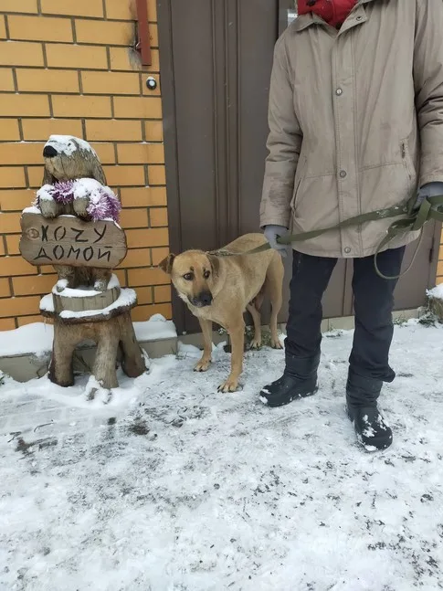 Собака Жасмин, сука, Приют Малинки (Кожухово), Москва. Фото 1 из 7.