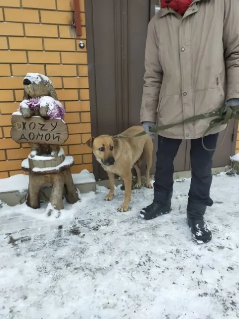 Жасмин — собака, Москва